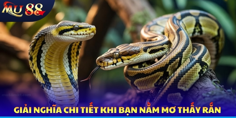Giải nghĩa chi tiết khi bạn nằm mơ thấy rắn