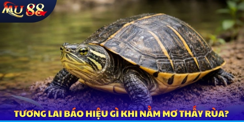 Tương lai báo hiệu gì khi nằm mơ thấy rùa?